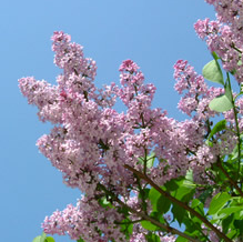 오도리공원-라일락