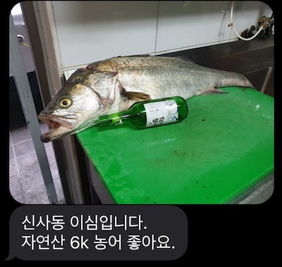 농어사진