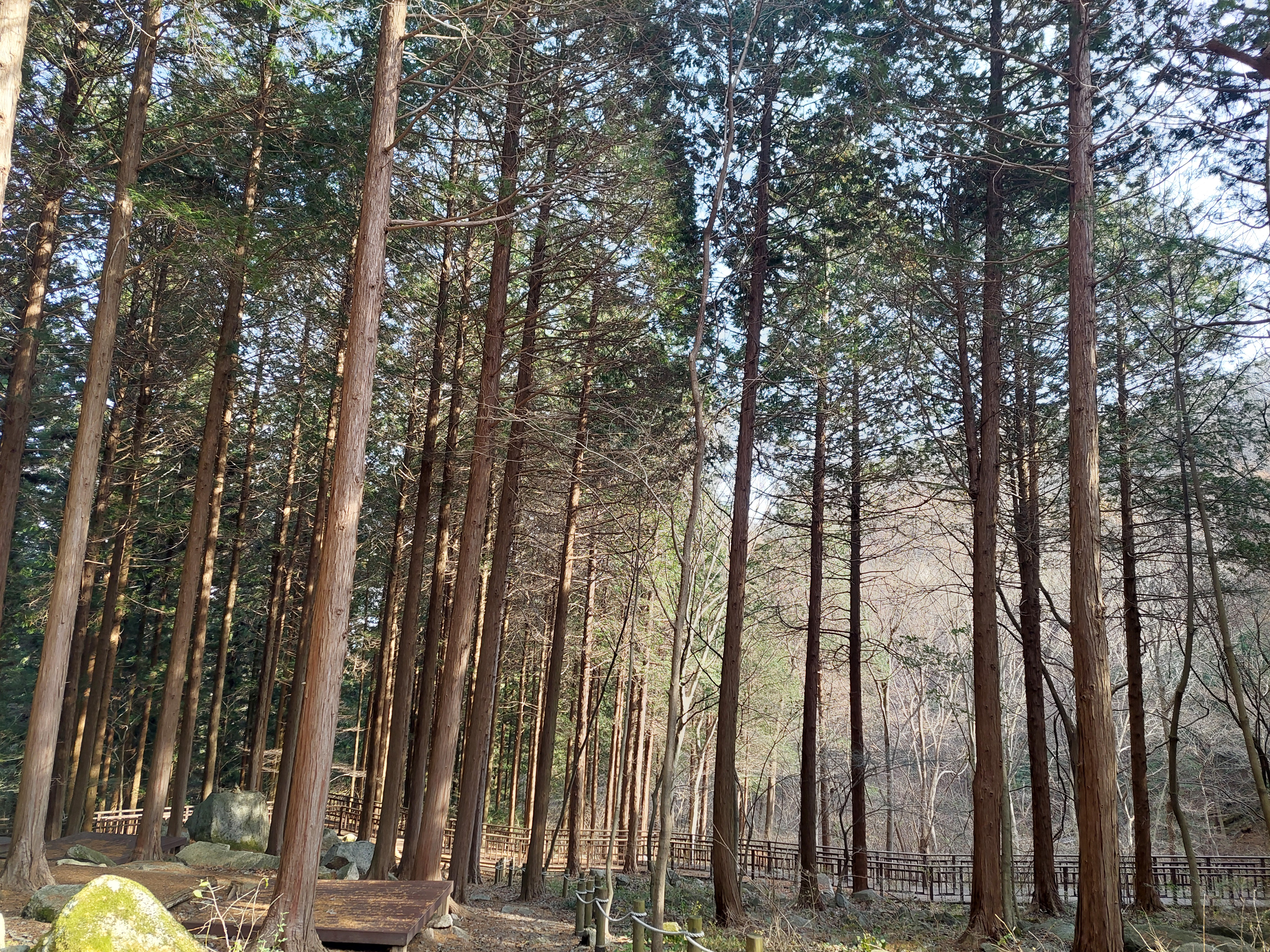 축령산