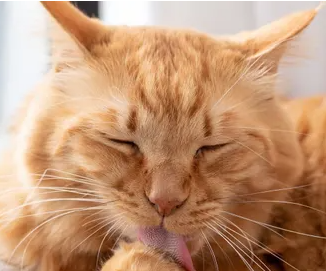 고양이가 나이가 들면 걸리기 쉬운 질병과 예방법