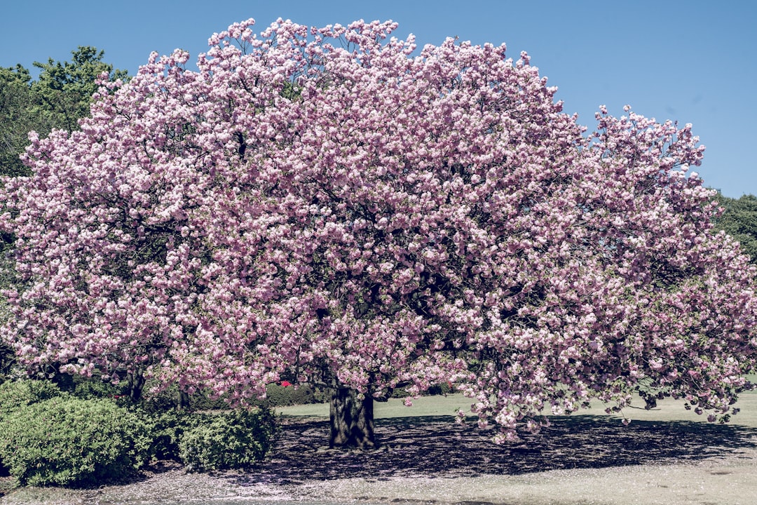 Cherry blossom tree