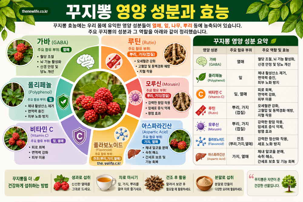 꾸지뽕 효능 영양성분