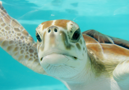 미국 일부 주에서는 거북이를 어깨 위에 올리면 체포?! – 기묘한 동물법과 실제 사례