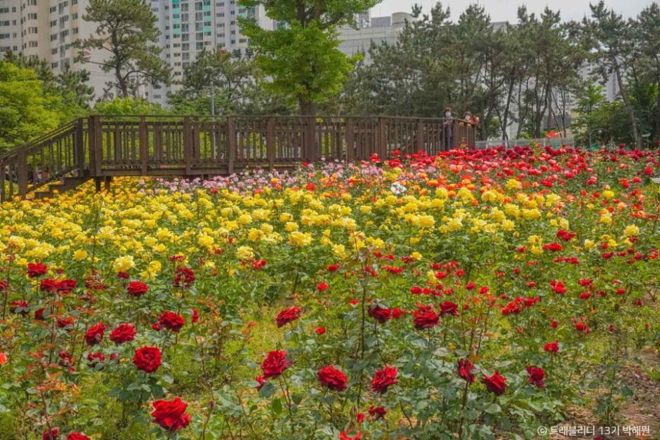 화명 장미공원