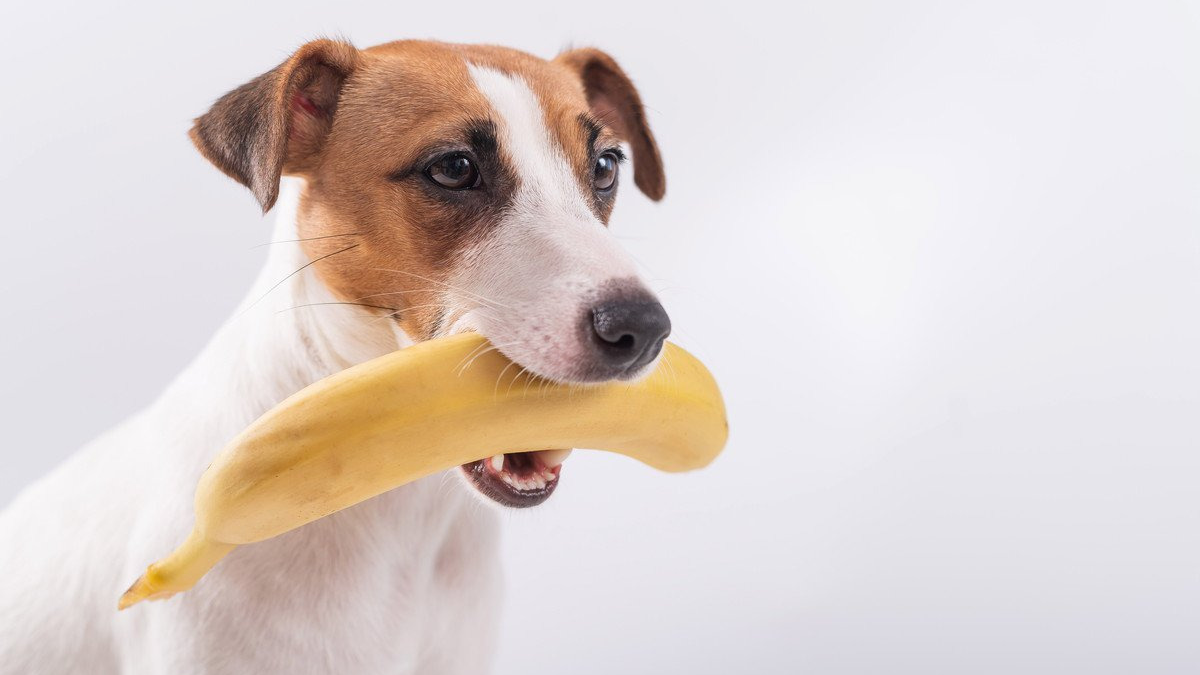 강아지 바나나 먹어도 될까요?