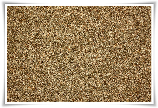 텃밭 &quot;6월, 들깨 심으세요!&quot; 고소함 가득 씨앗부터 수확까지 완벽 가이드!