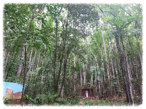 보홀 맨 메이드 포레스트