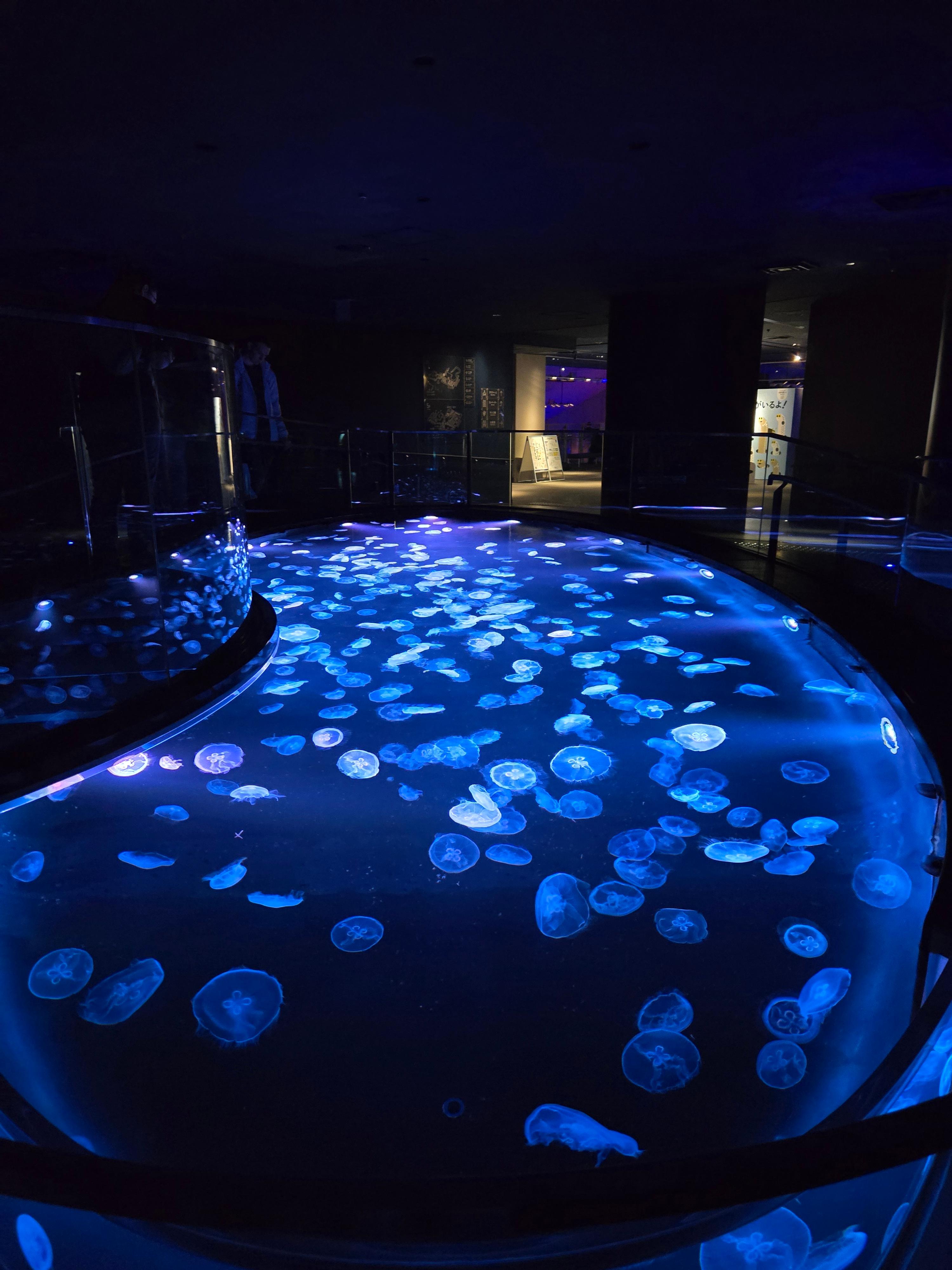 스미다수족관 해파리