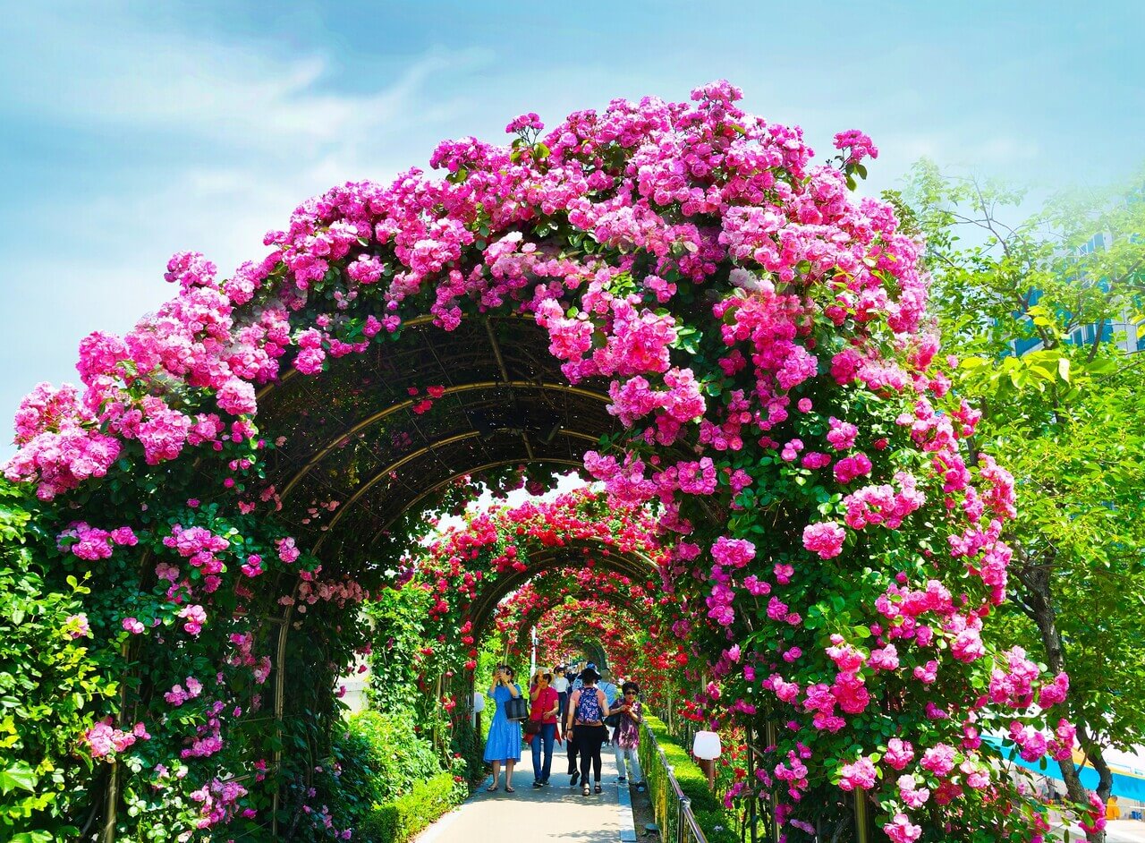 2024 서울장미축제 기간, 소개