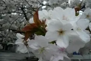 벚꽃