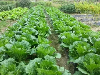 김장 배추 재배 파종 모종 웃거름 결구 수확 타이밍_41