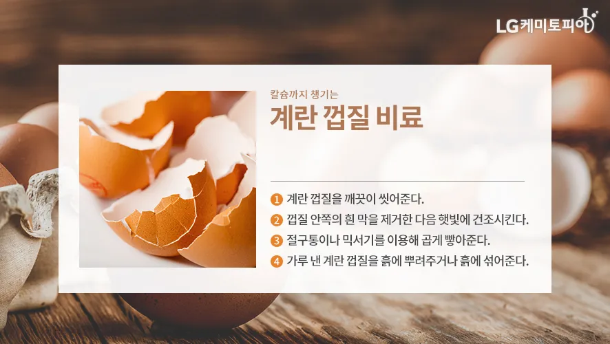 계란껍질 분말 토양개선 칼슘보충 사용요령 초보도 따라하기_2