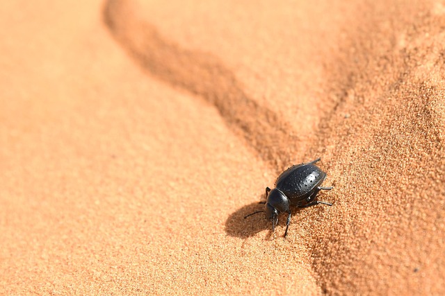 딱정벌레의 생존 전략: 사막에 물을 만드는 기술