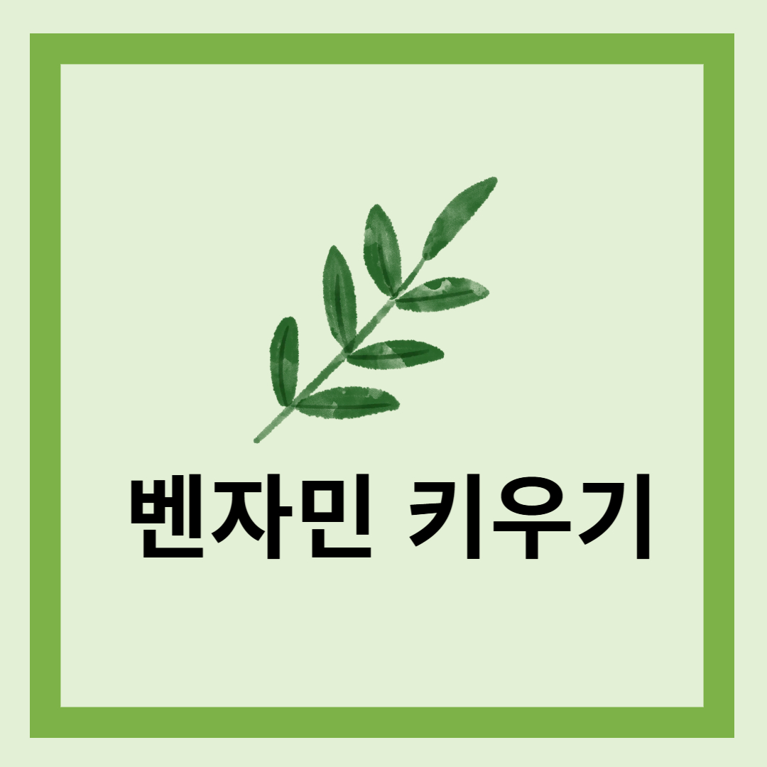 벤자민키우기