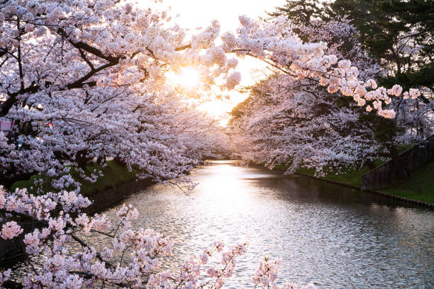 2025 진해 군항제 완벽 가이드