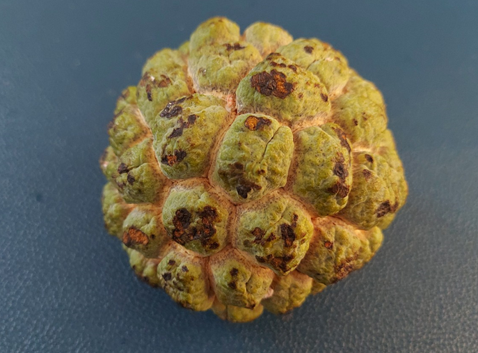 숙성된 커스터드애플