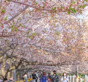 진해군항제 벚꽃축제 벚꽃명소 축제정보