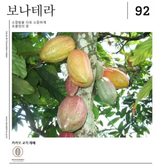 카카오 재배 온습도 관리 차광막 설치 열매 발효_7