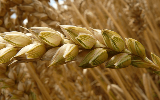 알곡이 꽉 찬 통밀 한대가 누렇게 잘 익어서 왼쪽으로 고개를 숙인 장면을 확대했다.