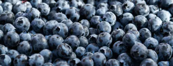 안토시아닌, 눈 건강, 항산화 효과까지 담은 블루베리 총 정리 (2025 최신)