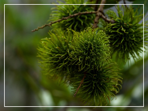 열대과일 람부탄이란?