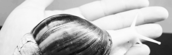 백와 달팽이 수명: 5~7년 (최대 10년)