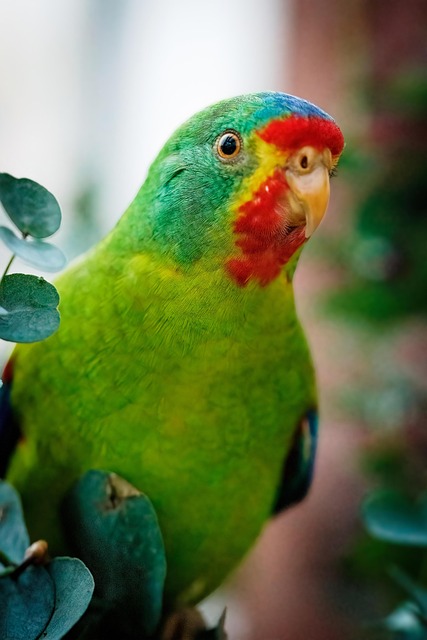 앵무새 울음소리별 의미와 상황별 대응법