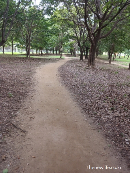 광나루 한강공원의 낙엽 흩어진 부드러운 흙길 &ndash; 자연 그대로의 서울 맨발 걷기 좋은 장소 추천 코스