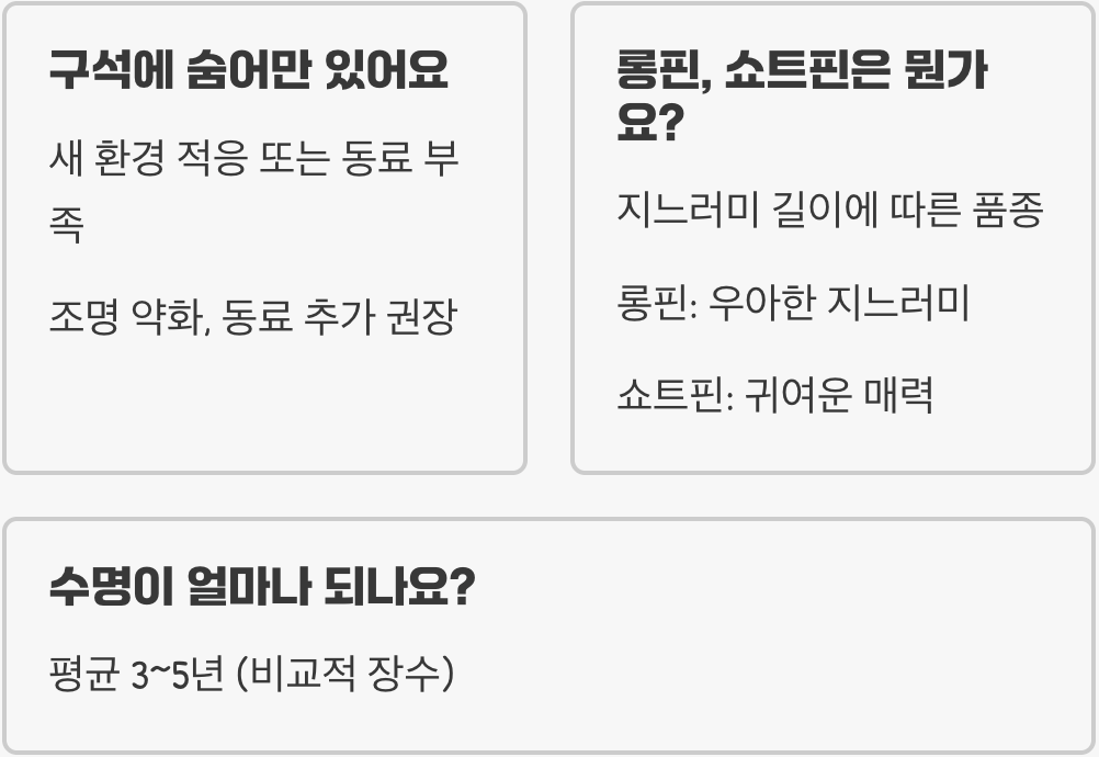 블랙테트라 키우기 A to Z (어항, 먹이, 수질 관리)