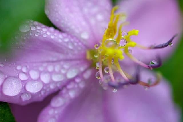 피의자신문조서와 피고인신문조서의 증거능력 비교