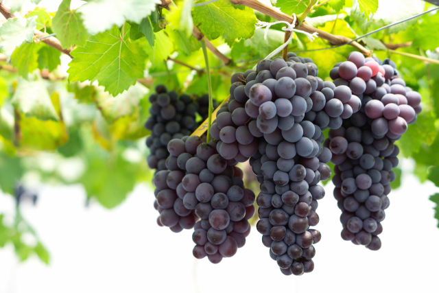 송산포도