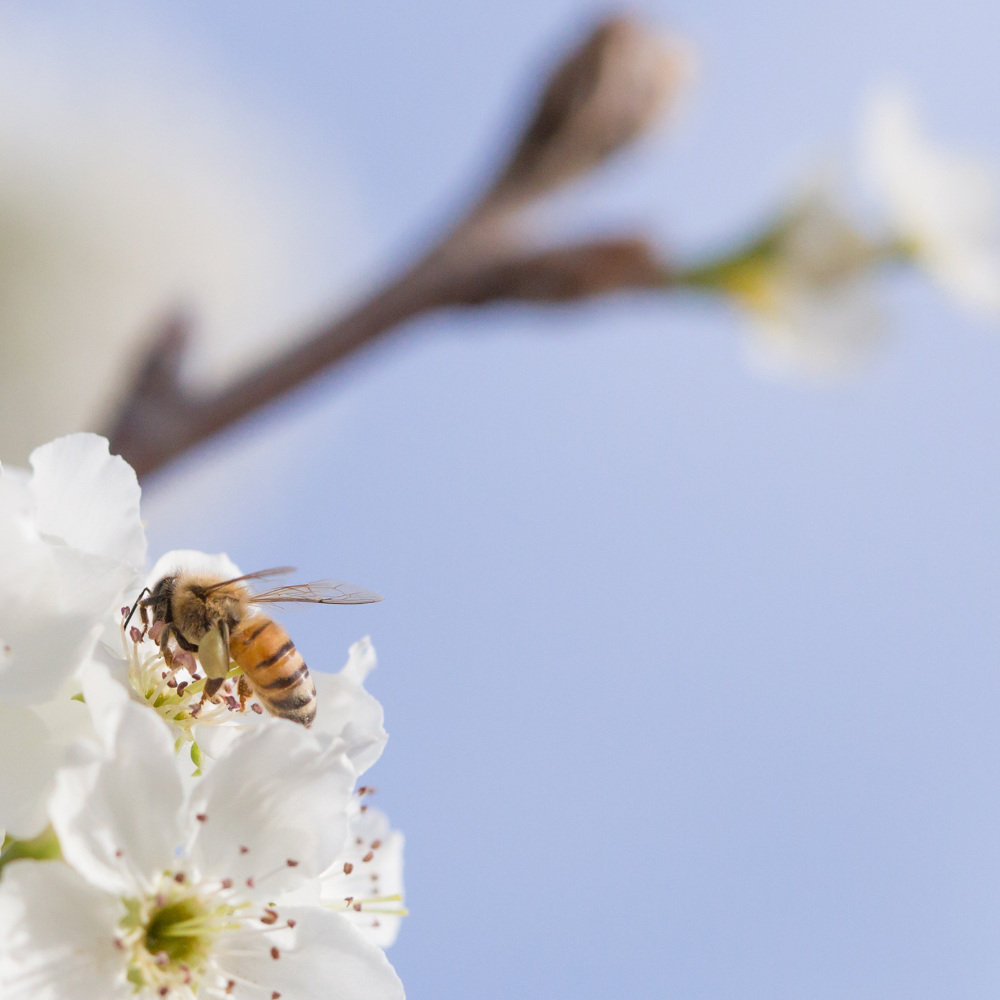 해외 논문 프로폴리스 효능 리스트