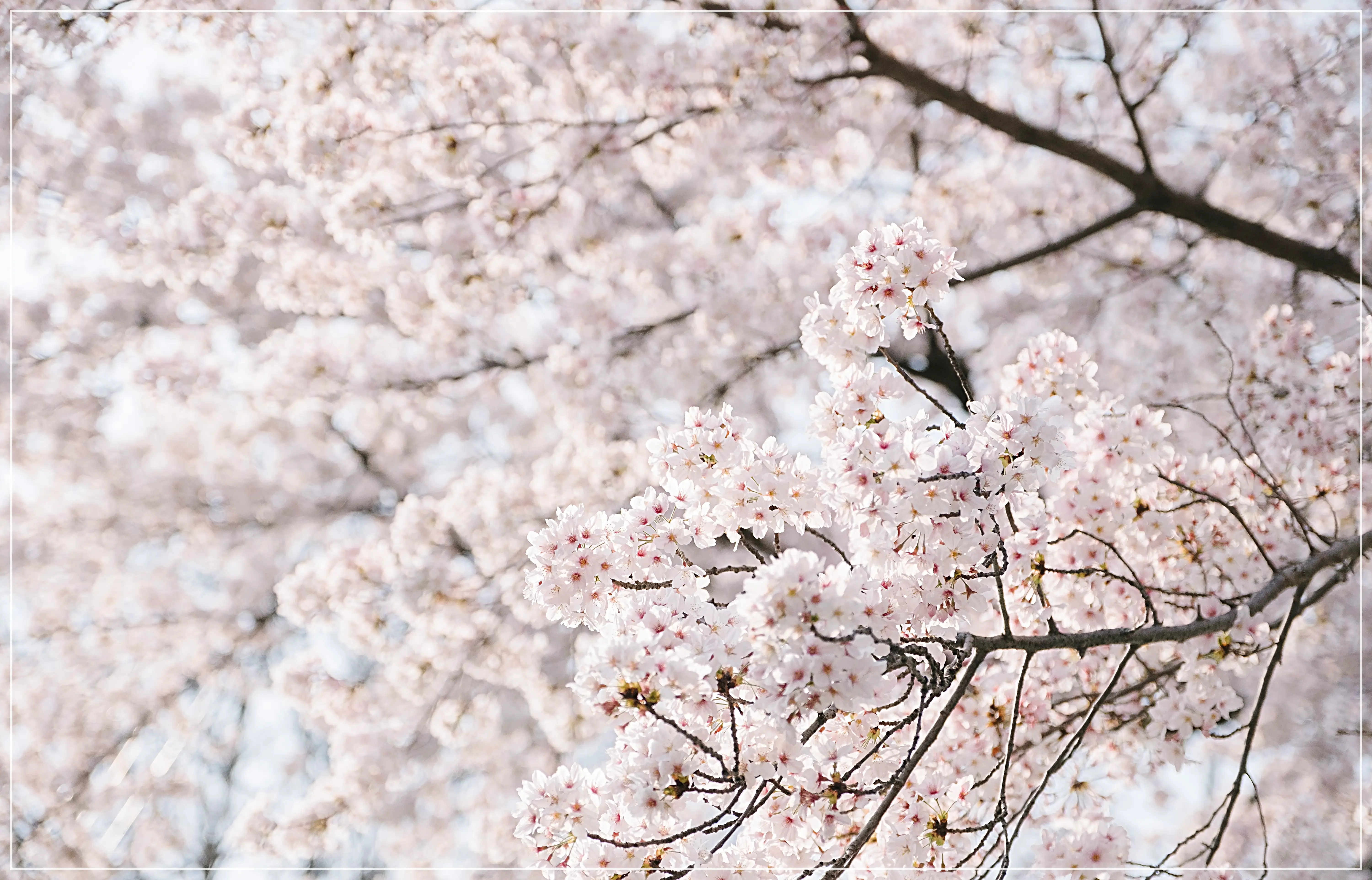 2025 진해 군항제