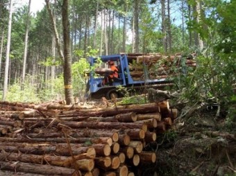 2025년 경북도 임업,산림 공익직접지불금 간편하게 신청하기