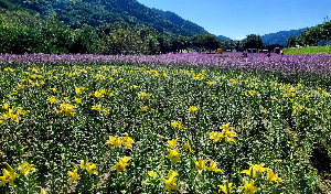 인제 가을꽃 축제