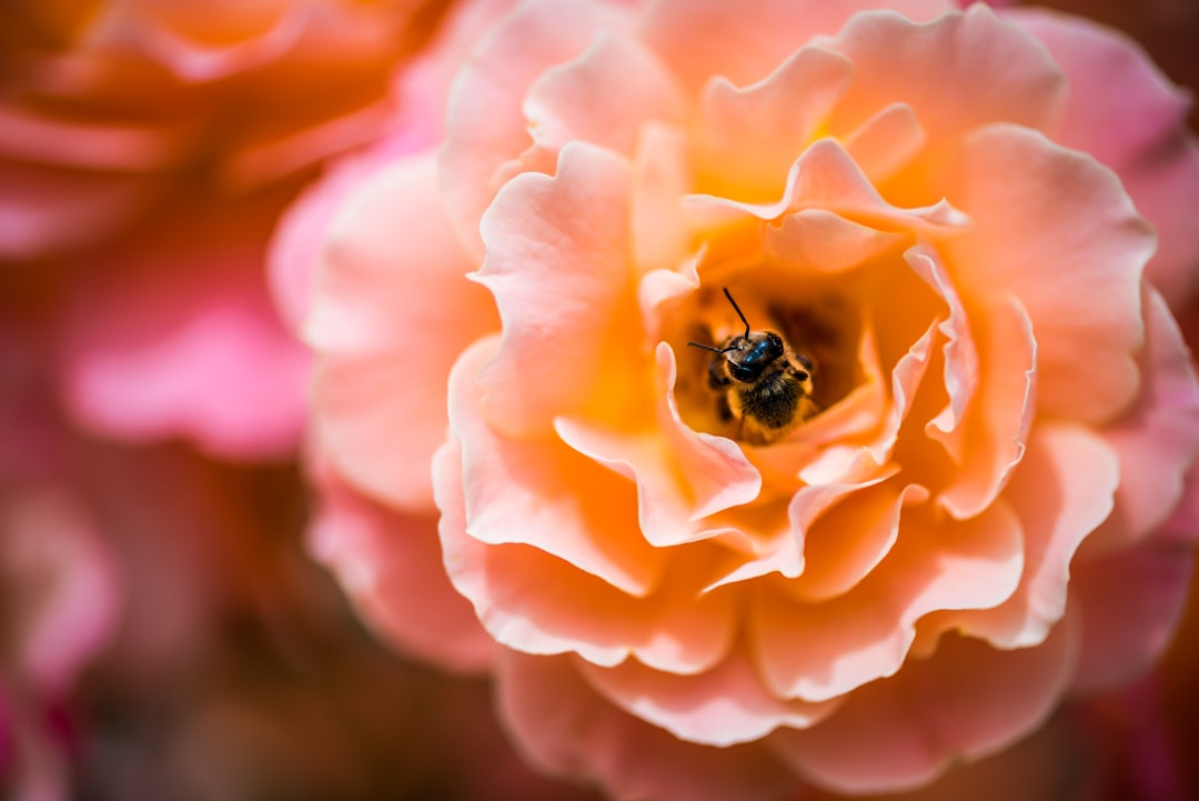 Goyang International Flower Expo