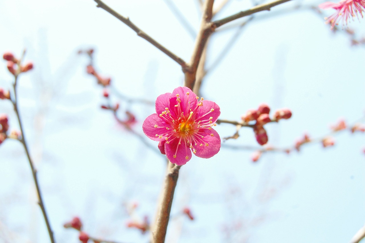 광양 매화 축제