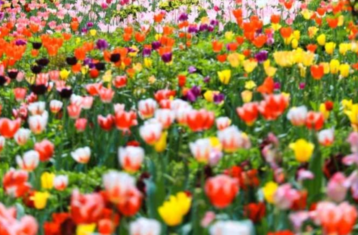 아침고요수목원 봄꽃페스타