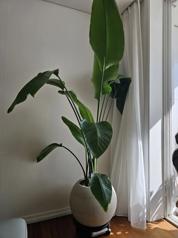 "여인초