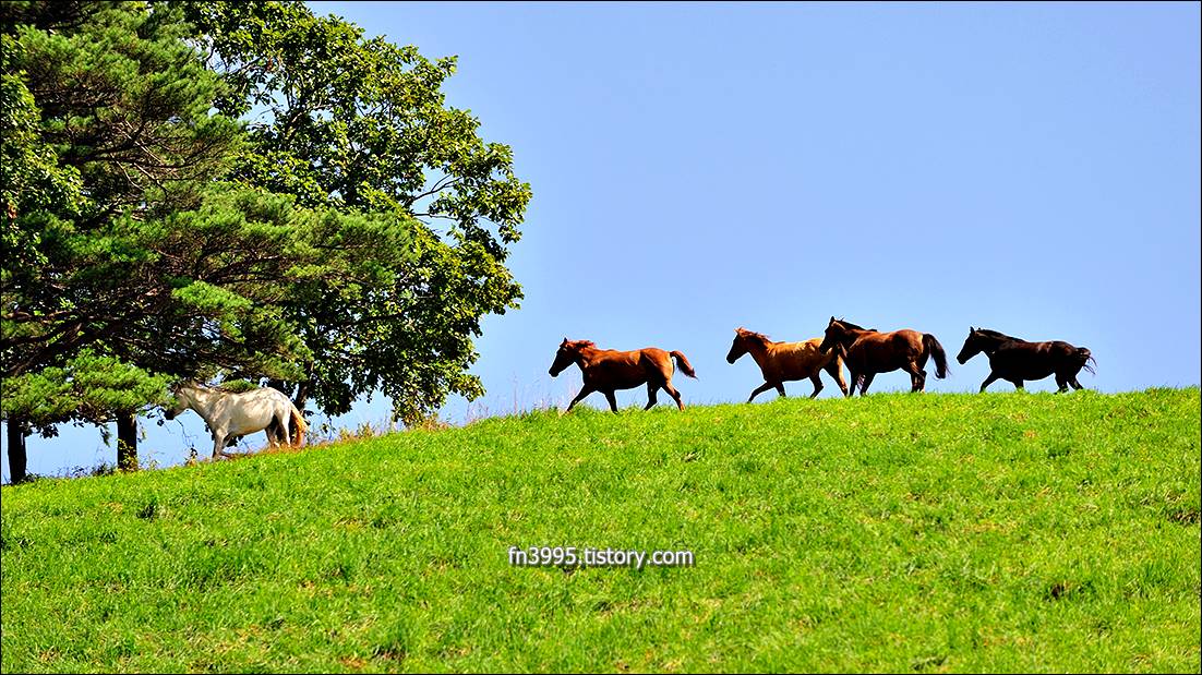 대관령 삼양목장