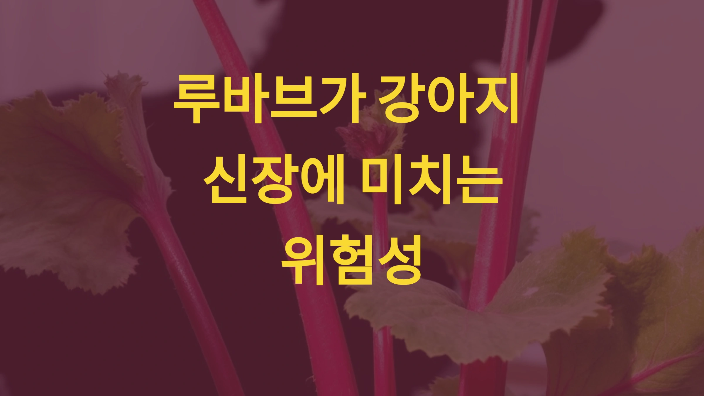 루바브가 강아지 신장에 미치는 위험성