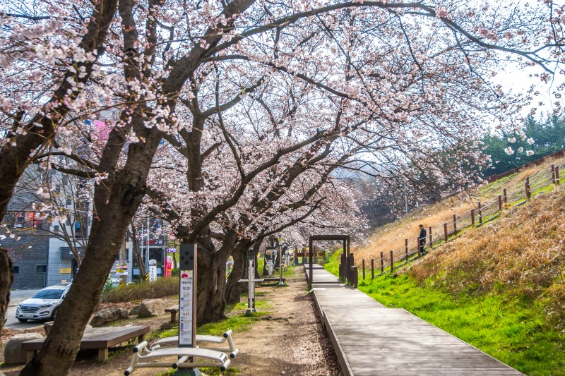 벚꽃 개화시기 2023