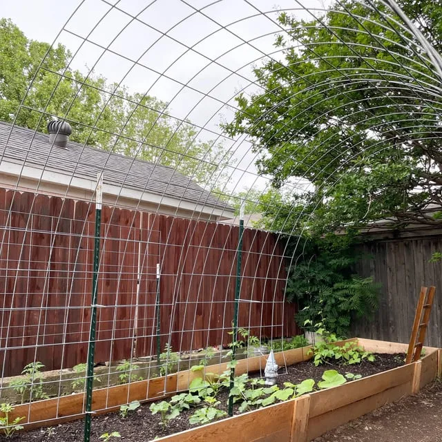 지지대 설치 방법 고추 토마토 참외 수박 쓰러짐 예방_5