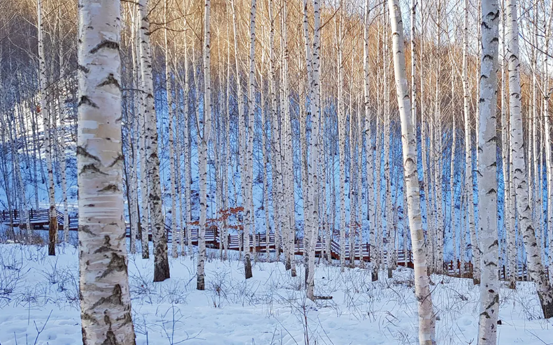 인제 자작나무 숲