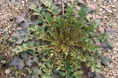 3월 제철 음식&amp;#44; 식재료&amp;#44; 해산물&amp;#44; 과일&amp;#44; 달래&amp;#44; 씀바귀&amp;#44; 쑥&amp;#44; 소라&amp;#44;