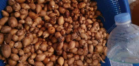 사포닌많은음식