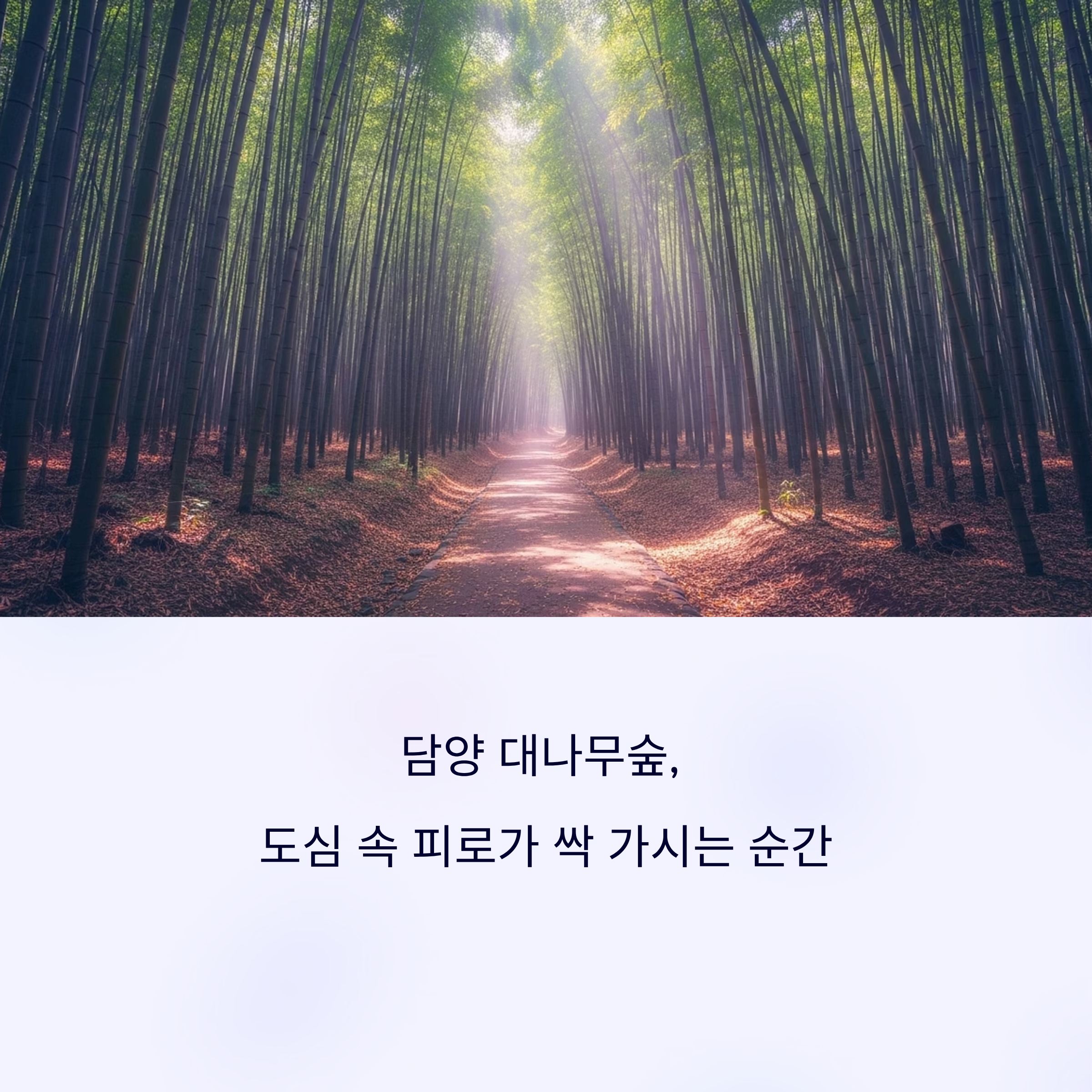 담양 대나무숲
