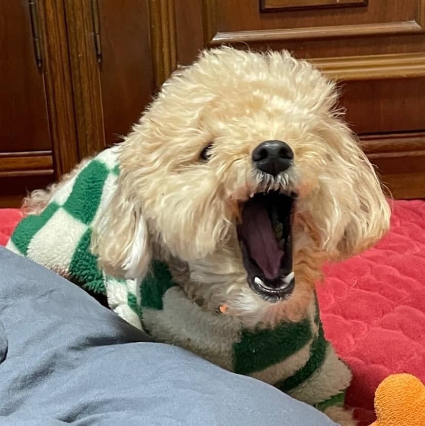 노령견의 잇몸 건강과 치아 관리: 칫솔질과 치과 치료