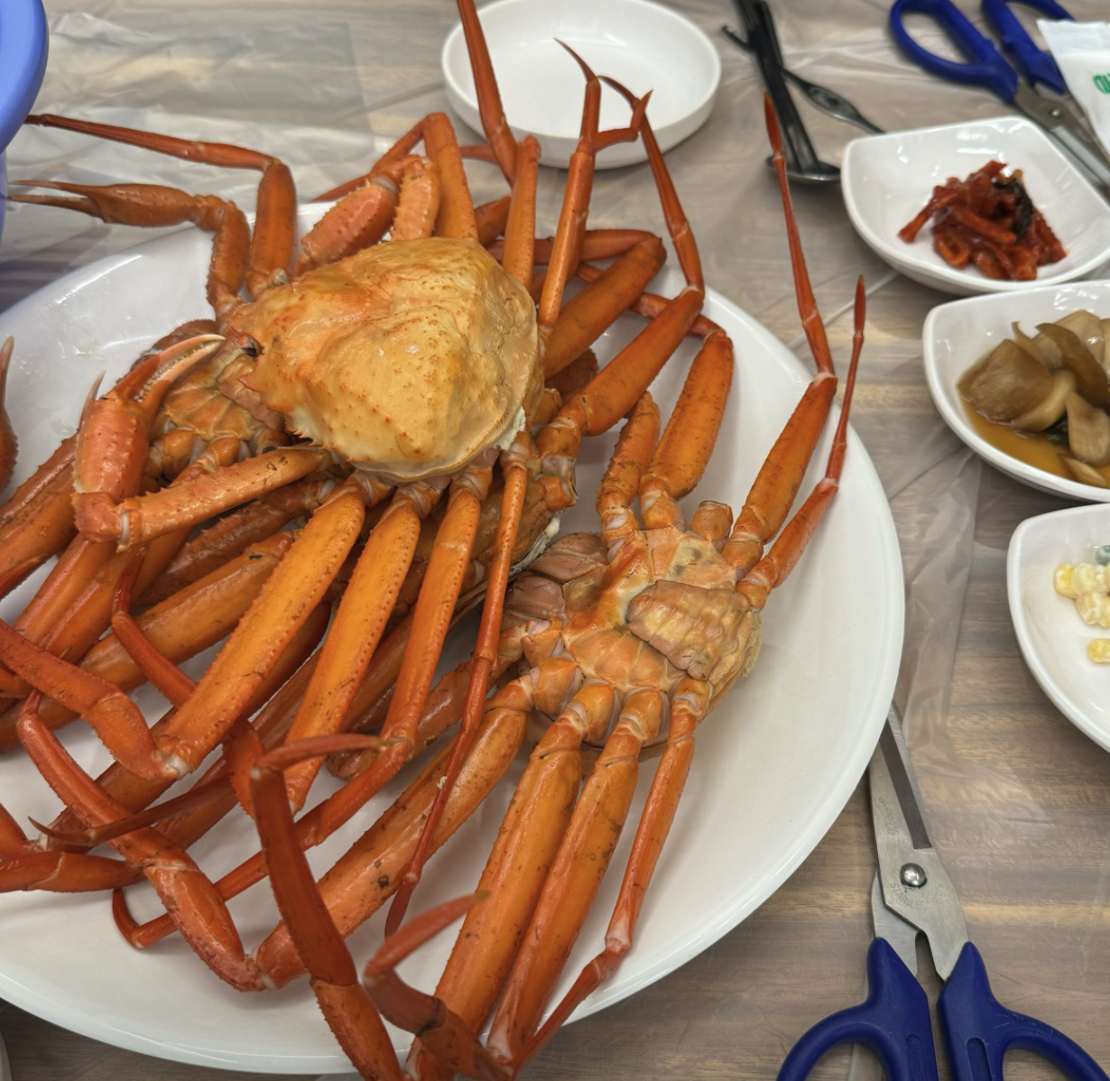 6시 내고향 강원 속초 홍게 무한리필 창백호선장네