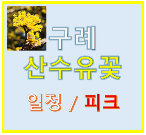 구례 산수유 축제